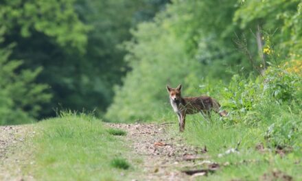 Effects On Local Wildlife And Ecosystems » The Great Salt…