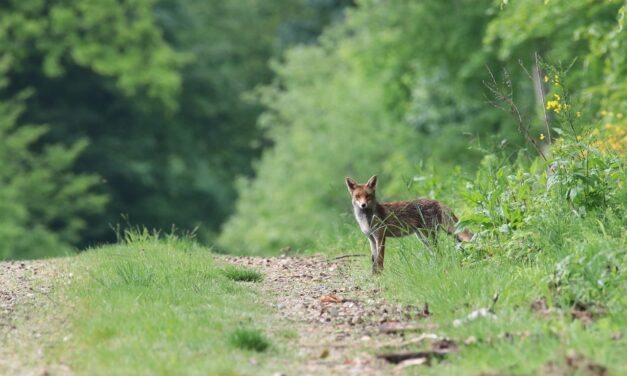 Effects On Local Wildlife And Ecosystems » The Great Salt…
