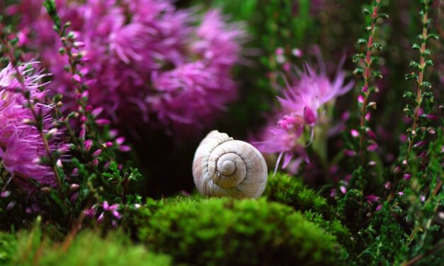 Effects On Local Wildlife And Ecosystems » The Great Salt…