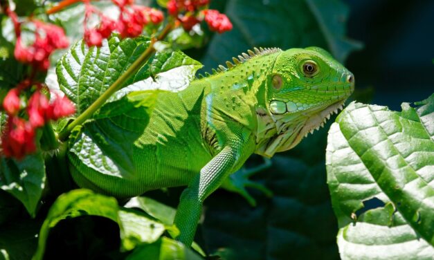 Effects On Local Wildlife And Ecosystems ~ The Great Salt…