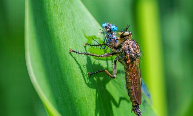 Effects On Local Wildlife And Ecosystems » The Great Salt…