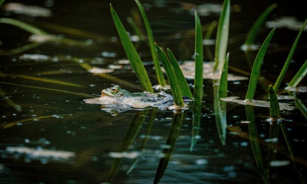Effects On Local Wildlife And Ecosystems ~ The Great Salt…