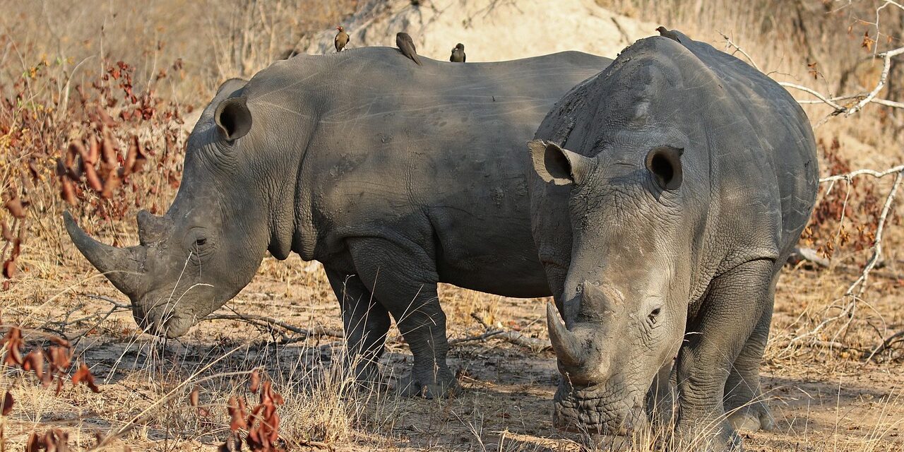 Role Of Local Communities And Stakeholders In Conservation Efforts »…