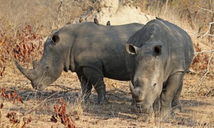 Role Of Local Communities And Stakeholders In Conservation Efforts »…
