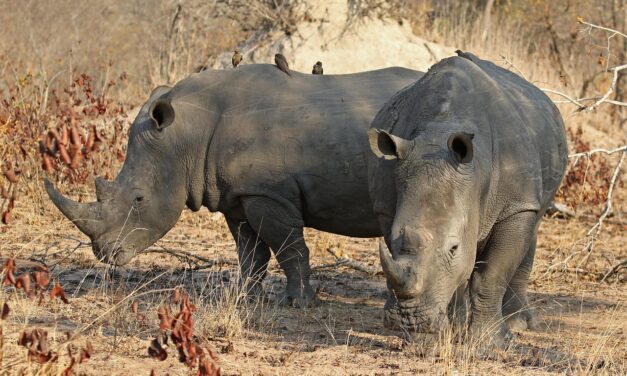 Role Of Local Communities And Stakeholders In Conservation Efforts »…