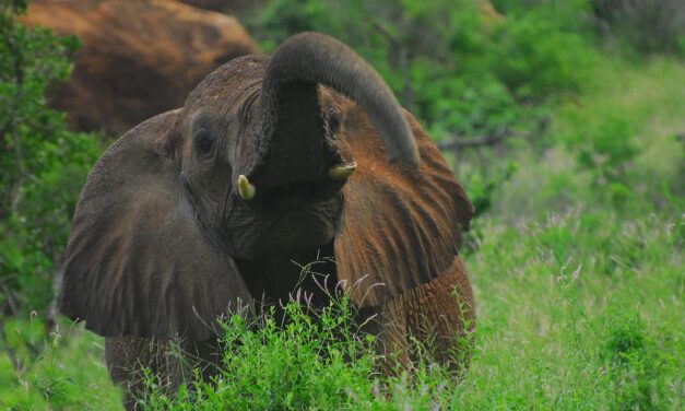 Role Of Local Communities And Stakeholders In Conservation Efforts |…
