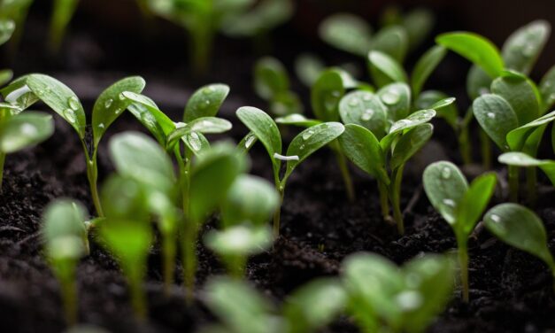 Strategies For Long-term Sustainability And Resilience – The Great Salt…