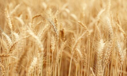 Water Conservation Measures: Strategies For Reducing Water Usage In Agriculture,…