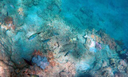 Effects On Local Wildlife And Ecosystems » The Great Salt…