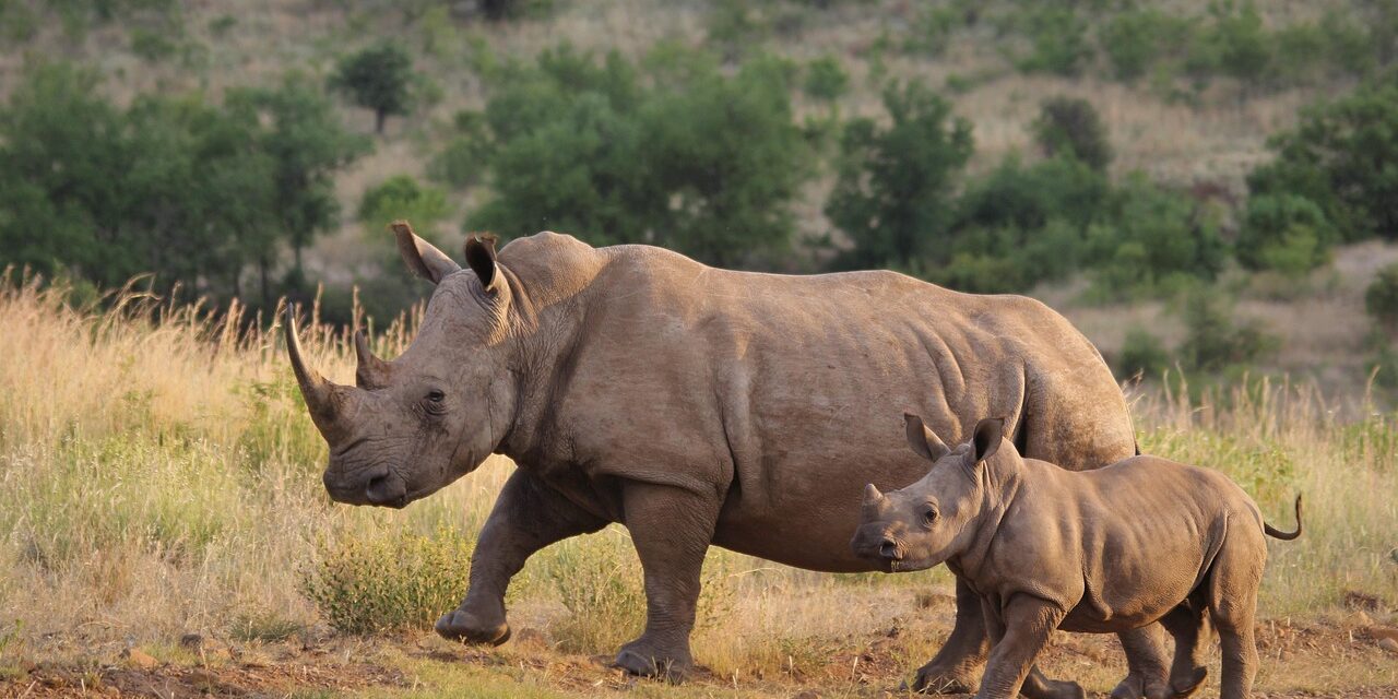 Role Of Local Communities And Stakeholders In Conservation Efforts -…