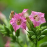 Crop Shifting And Drought-resistant Crops | “`html The Great Salt…